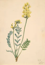 Falsches Locoweed Oxytropia gracilis