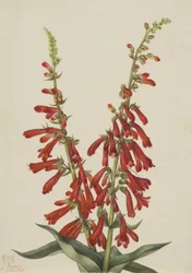 Feuer-Penstemon Penstemon eatonii