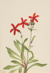 Feuerrote Nelke Silene virginica, 1932