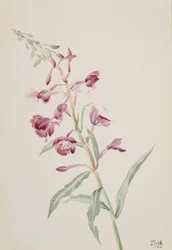 Schmalblättriges Weidenröschen Epilobium angustifolium, 1902