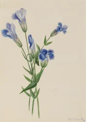Fransenenzian (Gentiana crinita)