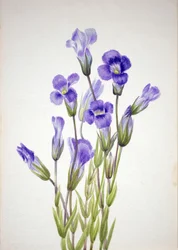 Gefranste Enzian Gentiana elegana