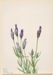 Enzian (Gentiana macounii)