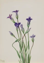 Enzian Gentiana holopetala, 1936