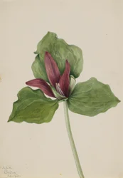 Riesen-Trillium (Trillium chloropetalum)