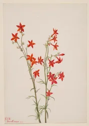 Gilia arizonica