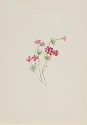 Gilia linanthus parviflorus