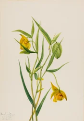 Goldene Feenlaterne, 1936