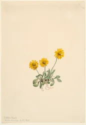 Goldenes Flohkraut (Erigeron aureus)