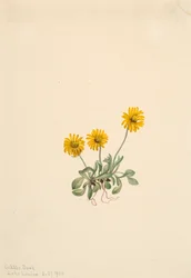 Goldenes Berufkraut Erigeron aureus, 1904