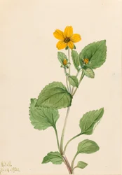 Goldener Stern Chrysogonum virginianum, 1922