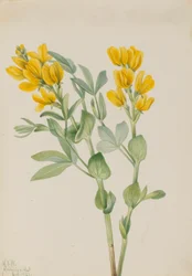 Goldener Erbsenstrauch (Thermopsis rhombifolia)