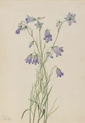 Glockenblume (Campanula rotundifolia)