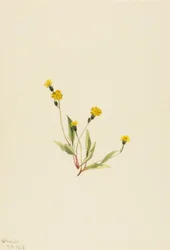 Heieracium gracile