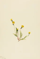 Heieracium gracile, 1903