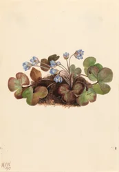 Leberblümchen (Hepatica americana)