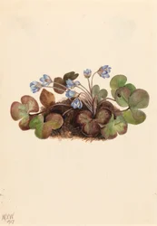 Leberblümchen Hepatica americana