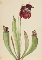 Hybride Kannenpflanze, 1920