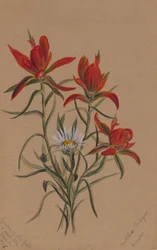 Indianer-Pinsel (Castilleja rhexifolia)