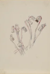 Indianer-Pfeife Monotropa uniflora, 1926
