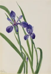 Iris (Iris-Arten)