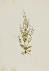 Leiter-Enzian (Gentiana acuta)