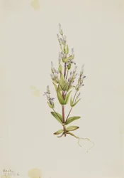 Leiter-Enzian Gentiana acuta, 1916