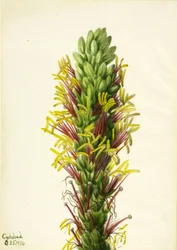 Lechuguilla (Agava lechuguilla)