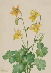 Gelbe Akelei (Aquilegia flavescens)