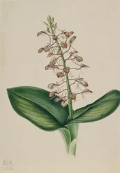 Lilien-Twayblade (Liparis liliifolia)
