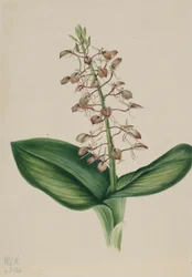 Lilien-Twayblade Liparis liliifolia