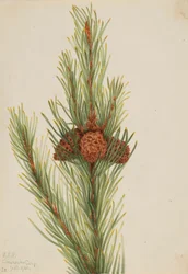 Drehkiefer (Pinus Contorta murrayana)