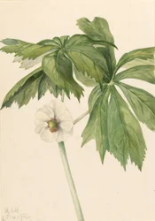 Maiapfel (Podophyllum peltatum)