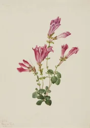 Menzies Bartfaden (Pentstemon menziesii)