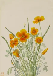 Mexikanischer Mohn
