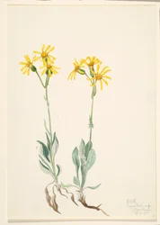 Montana Parnassia Parnassia montanesis, 1920