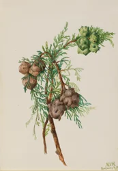 Monterey-Zypresse (Cupressus macrocarpa)