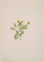 Moschusblume (Mimulus moschatus)