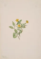 Moschusblume Mimulus moschatus, 1911