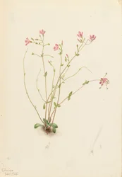 Naiad Frühling Schönheit Claytonia parvifolia, 1905