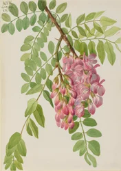 Neumexikanische Robinie Robinia neomexicana, 1938