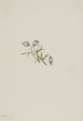 Nickendes Leimkraut (Lychnis apetala)
