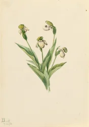 Nordamerikanischer Frauenschuh (Cypripedium passerinum)