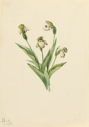 Nordamerikanischer Frauenschuh Cypripedium passerinum, 1916