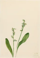Einblatt-Bog-Orchidee Habenaria obtusata, 1922