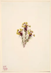 Eulen-Klee (Orthocarpus erianthus)