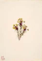 Eulen-Klee Orthocarpus erianthus, 1935