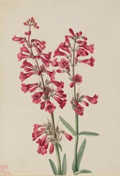 Parrys Bartfaden (Penstemon parryi)