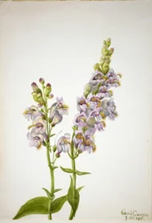 Bartfaden (Pentstemon macranthus)