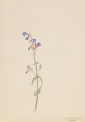 Pentstemon Pentstemon procerus, 1905